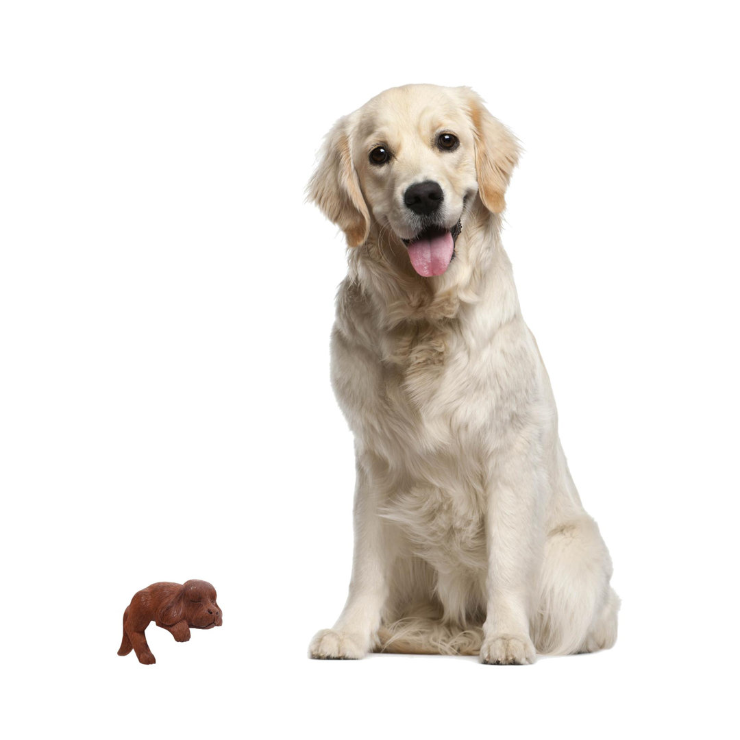 Sleepy Cocker Spaniel Puppy Hand Carved in Wood Figurine